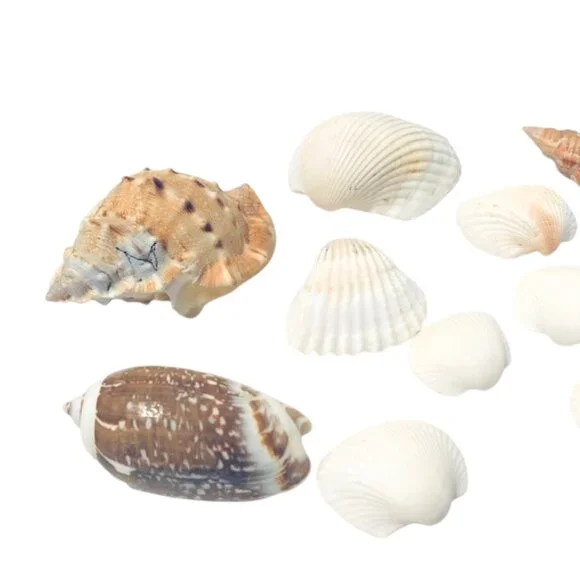 Fresh Florida Seashells Assorted 12 - Picture 4 of 6